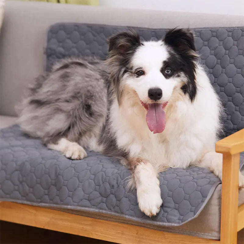 The Ultimate Doggy Diaper: Reusable Waterproof Pee Pad for Pooch Mishaps!