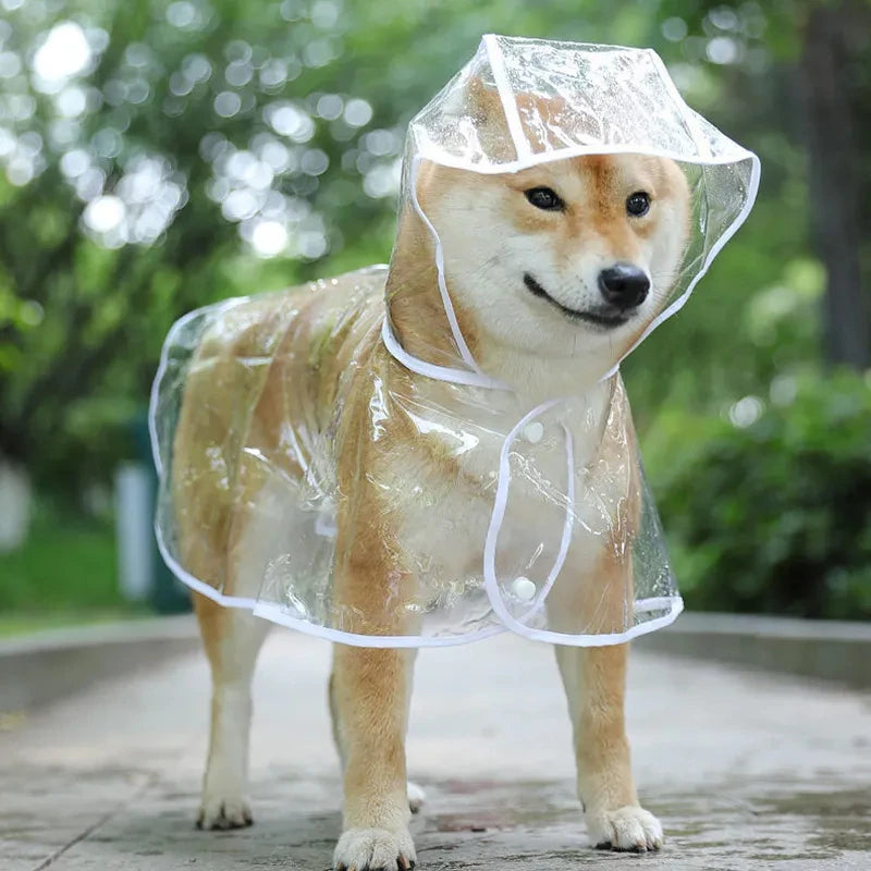 The Poodle's Perfect Rain Jacket: Transparent Hooded Raincoat for Dapper Dogs!