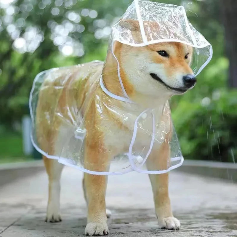 The Poodle's Perfect Rain Jacket: Transparent Hooded Raincoat for Dapper Dogs!